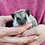 Baby hedgehog for sale