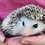 Baby hedgehog for sale