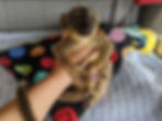 Lemur baby for sale