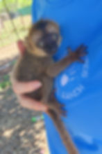 Lemur baby for sale