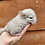 Chinchilla baby for sale Quinn