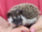 Hedgehog baby for sale