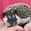 Hedgehog baby for sale