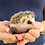 Baby hedgehog for sale breeder