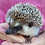 Baby hedgehog for sale