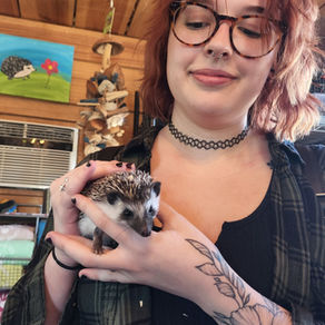 Hedgehog Buying Guide- Hedgehogs for sale Texas, Where to buy a Baby Hedgehog