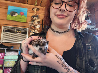 Hedgehog Buying Guide- Hedgehogs for sale Texas, Where to buy a Baby Hedgehog