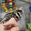 Sugar Glider for sale