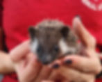hedgehog for sale