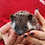 hedgehog for sale
