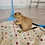 Prairie dog pup For sale