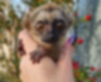 Lemur for sale