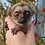 Lemur for sale