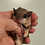 flying squirrel baby for sale
