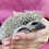 Thumbnail: Judd - Male Hedgehog PRICE $295