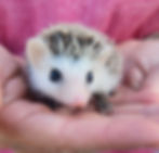 Baby hedgehog for sale
