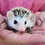 Baby hedgehog for sale