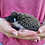 Baby hedgehog for sale