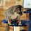 Thumbnail: Matiz - Brown Lemur Male PRICE $6500