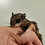Thumbnail: Gwennette - Flying Squirrel Baby Female PRICE $900