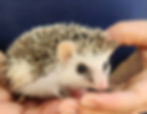 Hedgehog baby for sale