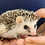 Hedgehog baby for sale