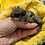 Thumbnail: Coralee - Flying Squirrel Baby Female PRICE $900