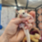 sugar glider joey for sale