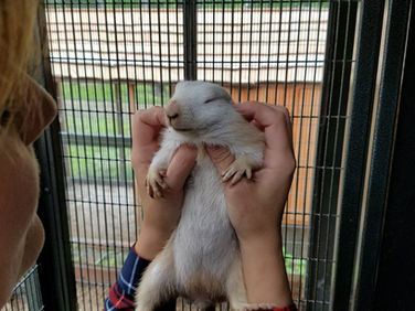 Black Tailed Prairie Dog Complete Care Guide | Captive care including housing, feeding and behaviors
