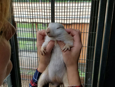 Black Tailed Prairie Dog Complete Care Guide | Captive care including housing, feeding and behaviors