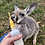 Kangaroo baby for sale Female exotic pet
