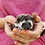 Hedgehog for sale Maya