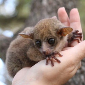 Bushbabies as pets | Buying a Bushbaby Guide 