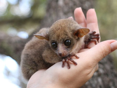 Bushbabies as pets | Buying a Bushbaby Guide 