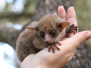 Bushbabies as pets | Buying a Bushbaby Guide 