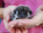 Baby hedgehog for sale