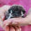 Baby hedgehog for sale
