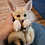 Thumbnail: Maybel  Female Fennec Fox PRICE $4200