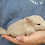 Chinchilla baby for sale Deedee