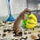 Thumbnail: Raisin - Prairie Dog Pup Male - PRICE $400