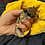 Thumbnail: Coralee - Flying Squirrel Baby Female PRICE $900