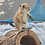Baby prairie dog for sale