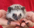 hedgehog for sale
