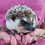 Baby hedgehog for sale