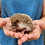Barnett - Male Baby Hedgehog  for sale