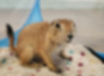 Prairie dog pup For sale