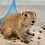 Prairie dog pup For sale