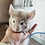 Thumbnail: Quinn - Male Baby Chinchilla PRICE $495