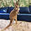 Thumbnail: Rita- Female Baby Red Kangaroo PRICE $8000