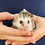 Baby hedgehog for sale breeder